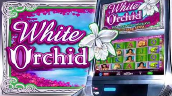 White Orchid slot 1